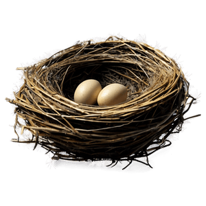 Empty Bird Nest PNG oau PNG