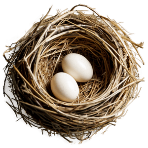 Empty Bird Nest PNG rew PNG