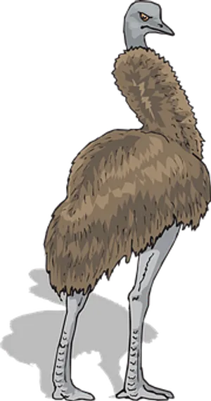 Emu Illustration Brown Feathers PNG Image