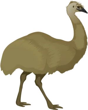 Emu Illustration Profile View PNG Image