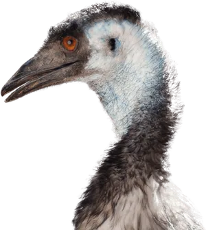 Emu Portrait Profile View PNG Image