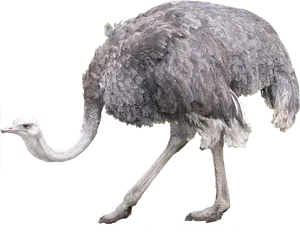 Emu Side View Profile PNG Image