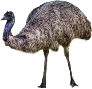 Emu Standing Profile PNG Image