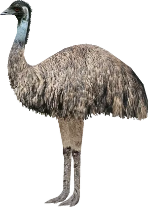 Emu Standing Profile PNG Image