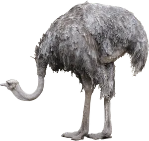 Emu Standing Side View PNG Image