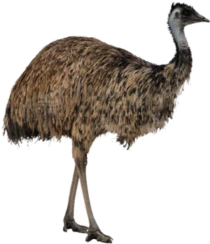 Emu Standing Side View PNG Image