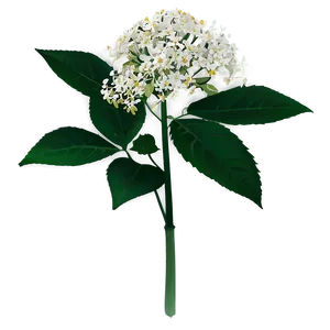 Enchanted Elderflower Png 06252024 PNG Image