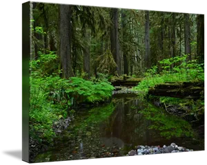 Enchanted Forest Stream PNG Image