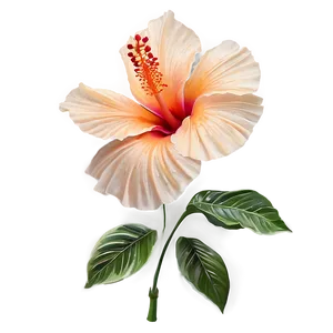 Enchanted Orange Hibiscus Png 89 PNG Image