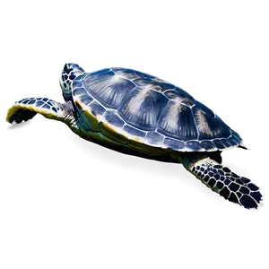 Endangered Sea Turtle Species Png Cds40 PNG Image