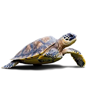 Endangered Sea Turtle Species Png Xbo PNG Image