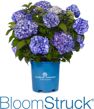 Bloomstruck - Summer Crush Hydrangea, HD Png Download PNG image with transparent background