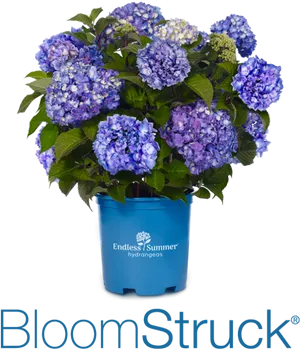 Endless Summer Bloom Struck Hydrangea PNG Image