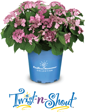 Twist And Shout Hydrangea, HD Png Download PNG image with transparent background