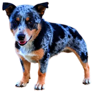 Energetic Blue Heeler Png Kis17 PNG Image