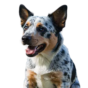 Energetic Blue Heeler Png Qjg PNG Image