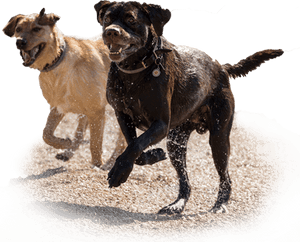 Two Dogs Running On A Beach - Labrador Running PNG image with transparent background