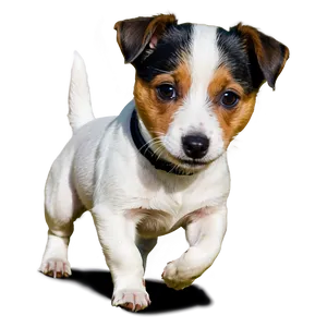 Energetic Jack Russell Dog Png 73 PNG Image