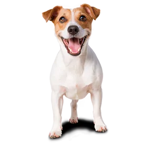 Energetic Jack Russell Dog Png Wck PNG Image