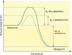 Effect Of Enzymes On Activation Energy, HD Png Download PNG image with transparent background