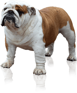 English Bulldog Standing Transparent Background PNG image with transparent background