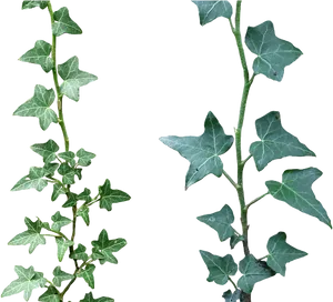 English Ivy Stems Transparent Background PNG Image