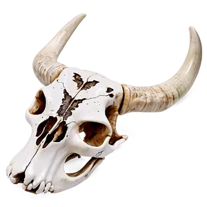 Engraved Cow Skull Image Png Csg PNG Image