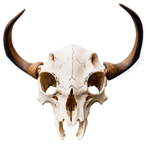 Engraved Deer Skull Detail Png Sqt PNG Image