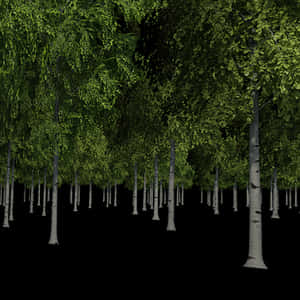 Enigmatic Birch Forest Night PNG image with transparent background