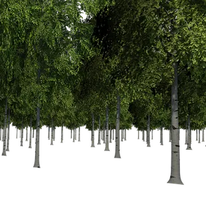 Enigmatic Birch Forest Night PNG Image