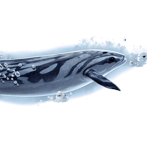 Enigmatic Dark Waters PNG 29 PNG