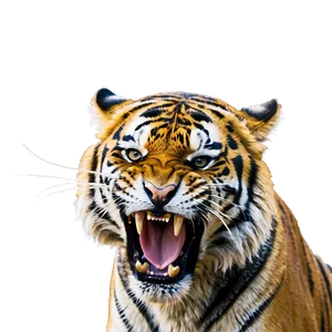 Enraged Tiger Roar Png 50 PNG Image