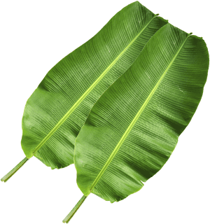 Ensete, HD Png Download PNG image with transparent background