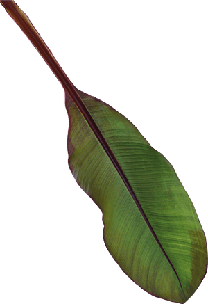 Ensete, HD Png Download PNG image with transparent background