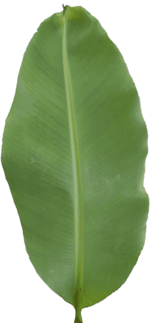Ensete, Hd Png Download , Png Download - Ensete, Transparent Png PNG image with transparent background