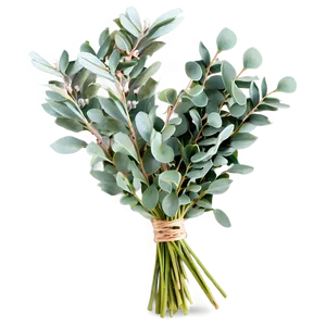 Eucalyptus Bouquet Png Amb PNG Image