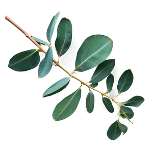 Eucalyptus Branch Flatlay PNG 95 PNG
