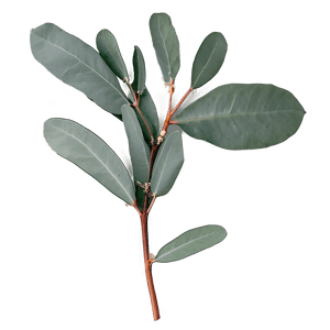 Eucalyptus Branch Flatlay PNG yfe14 PNG