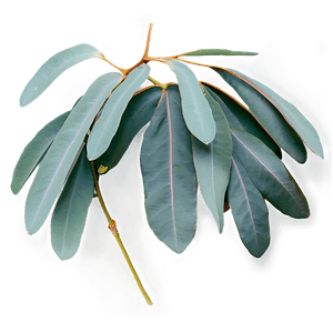 Eucalyptus Branch Flatlay PNG yku PNG
