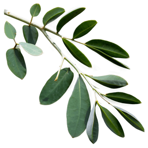 Eucalyptus Branch on White PNG 05242024 PNG