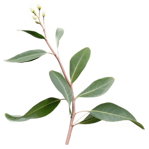 Eucalyptus Branch on White PNG 05242024 PNG