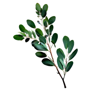 Eucalyptus Branch Png 68 PNG Image