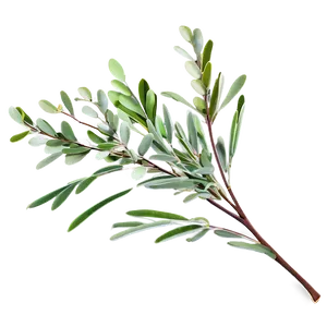 Eucalyptus Branch Png Qig PNG Image