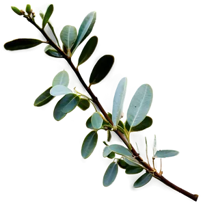 Eucalyptus Branch Png Wys6 PNG Image