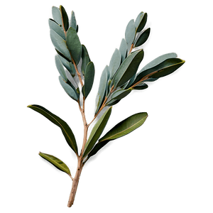 Eucalyptus Branch with Flowers PNG 2 PNG