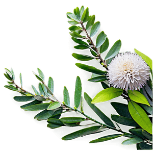 Eucalyptus Branch with Flowers PNG 24 PNG