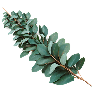 Eucalyptus Garland Decoration PNG 05242024 PNG
