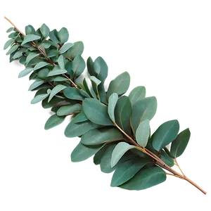 Eucalyptus Garland Decoration Png 05242024 PNG Image