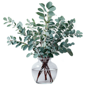 Eucalyptus in Vase PNG 05242024 PNG