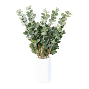 Eucalyptus in Vase PNG 8 PNG